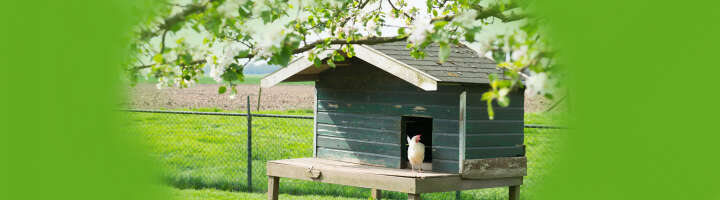 huehnerstall kategorieeinstiegsbanner